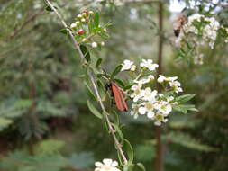 Image de Sannantha pluriflora (F. Müll.) Peter G. Wilson