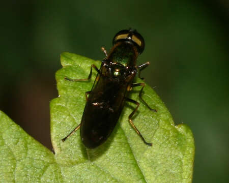 Image of Sargus cuprarius (Linnaeus 1758)