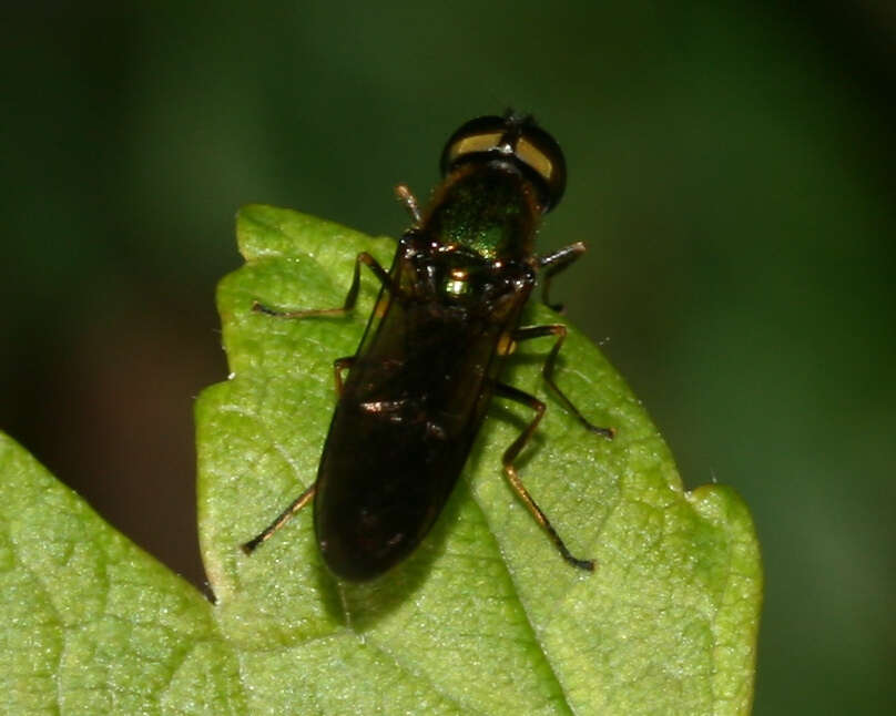 Image of Sargus cuprarius (Linnaeus 1758)