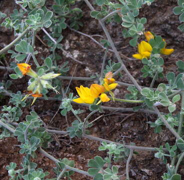 Image of Lotus lancerottensis Webb & Berthel.