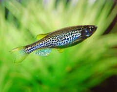 Image de Danio