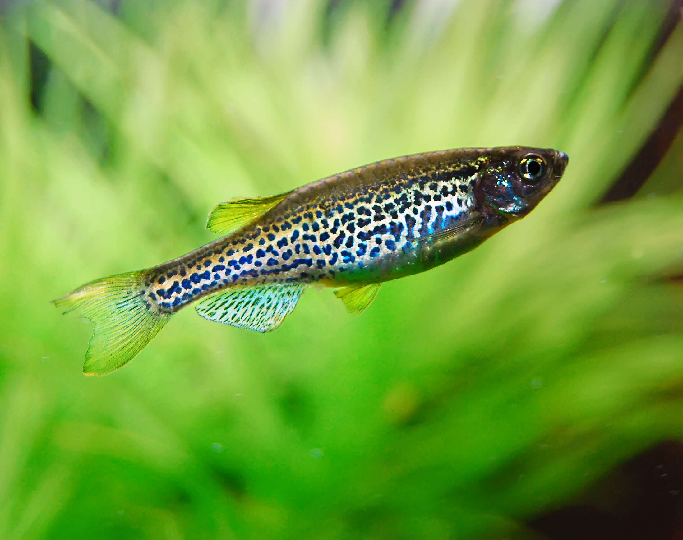 Image of Danio