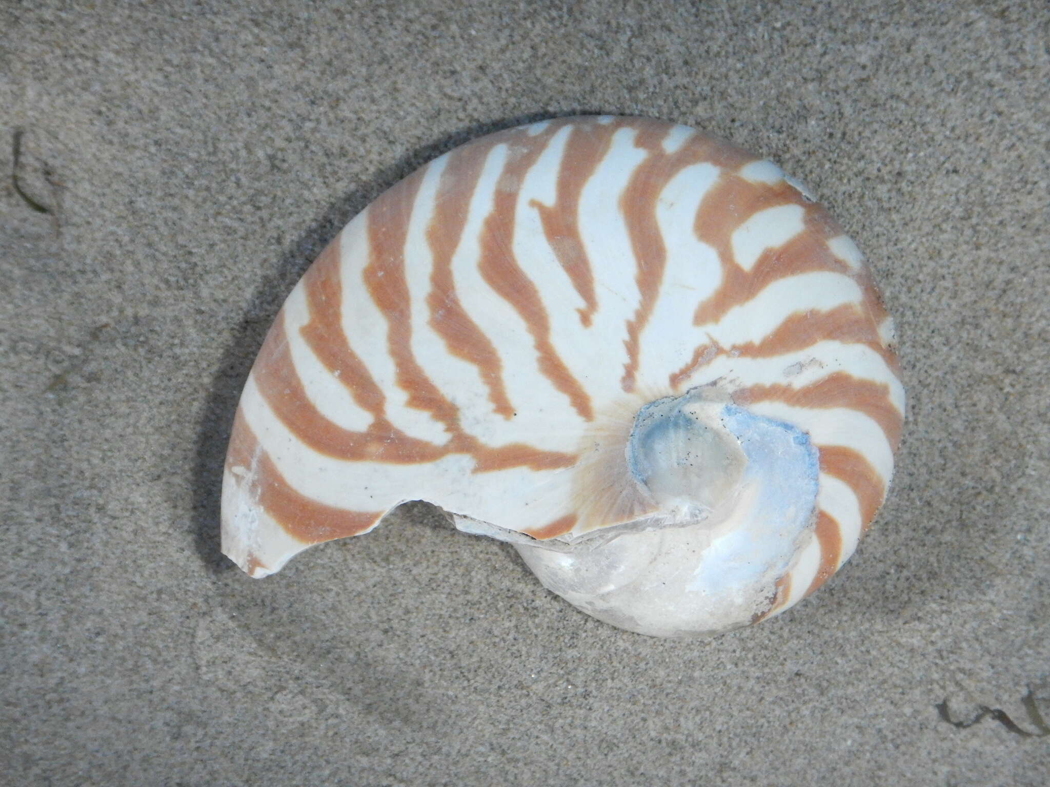 Nautilus pompilius Linnaeus 1758 resmi