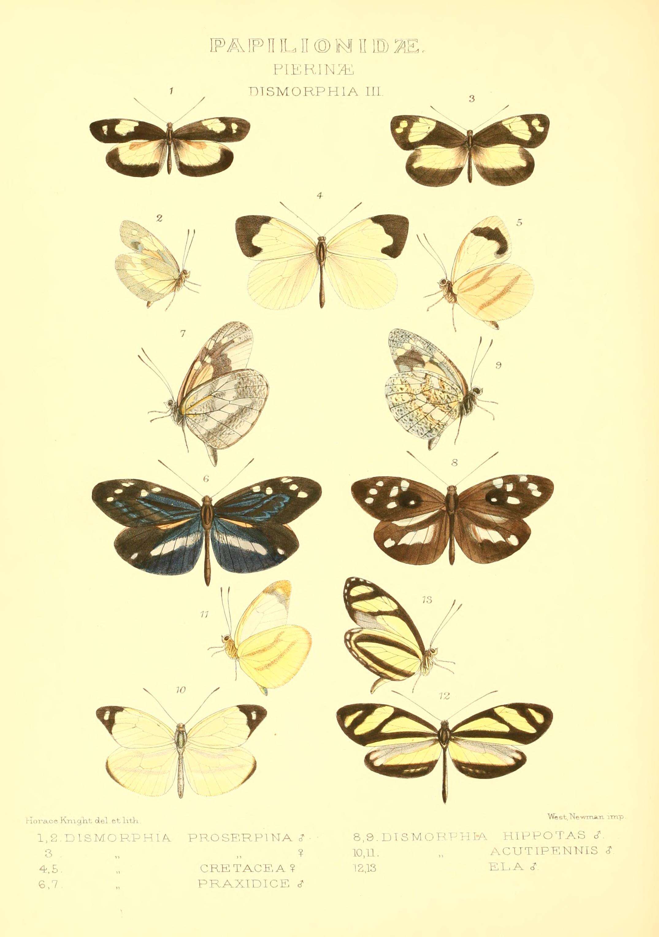 Image of Dismorphia zathoe (Hewitson (1858))