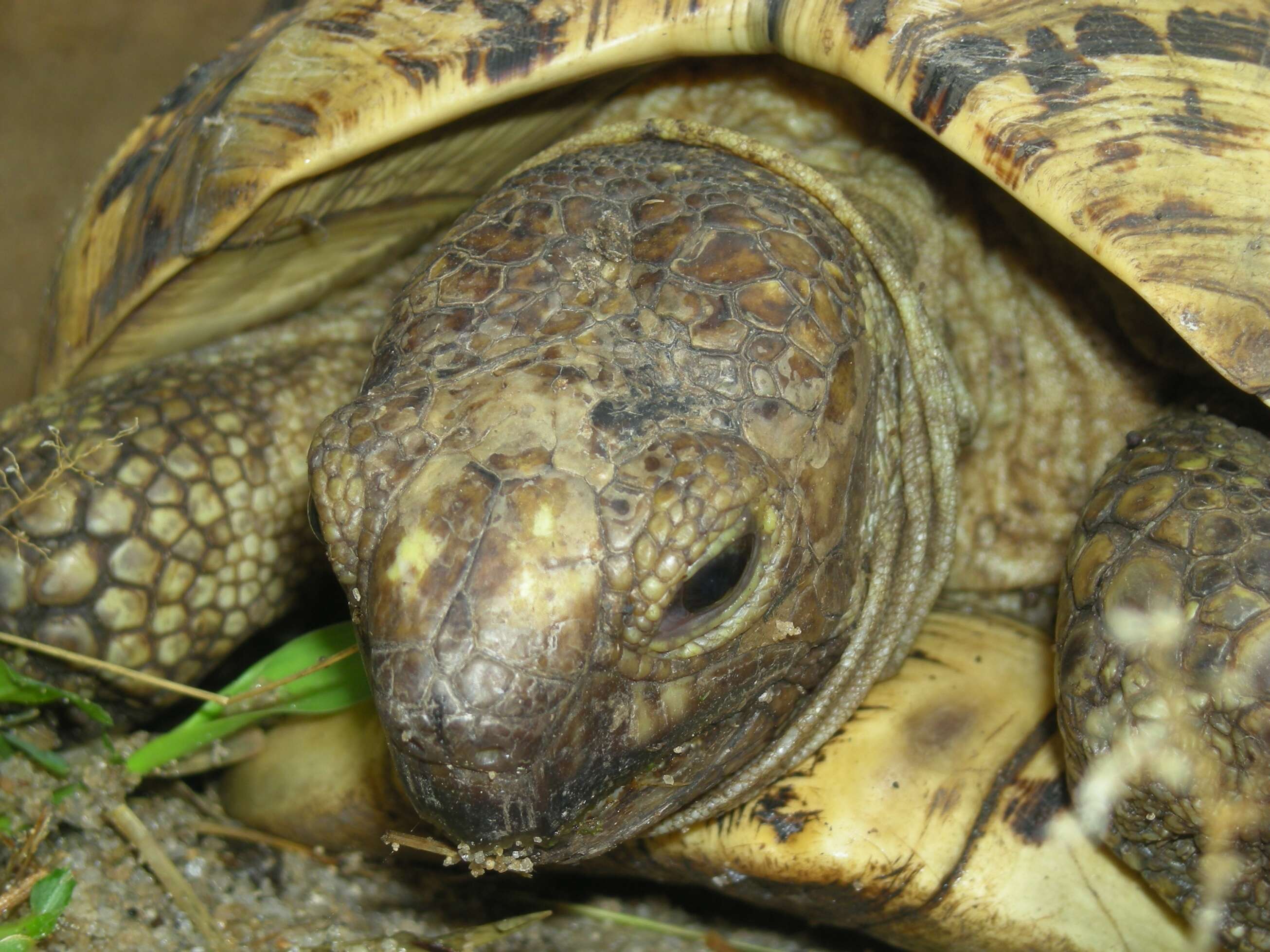 Image of Stigmochelys