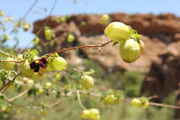 Image of Tinnea rhodesiana S. Moore