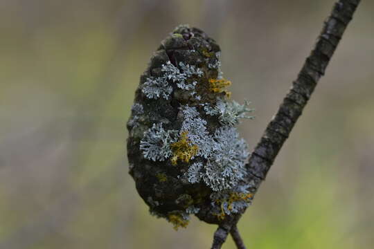 Image of rosette lichen