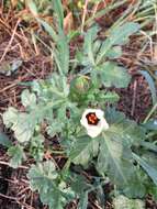 Image of Hibiscus trionum L.