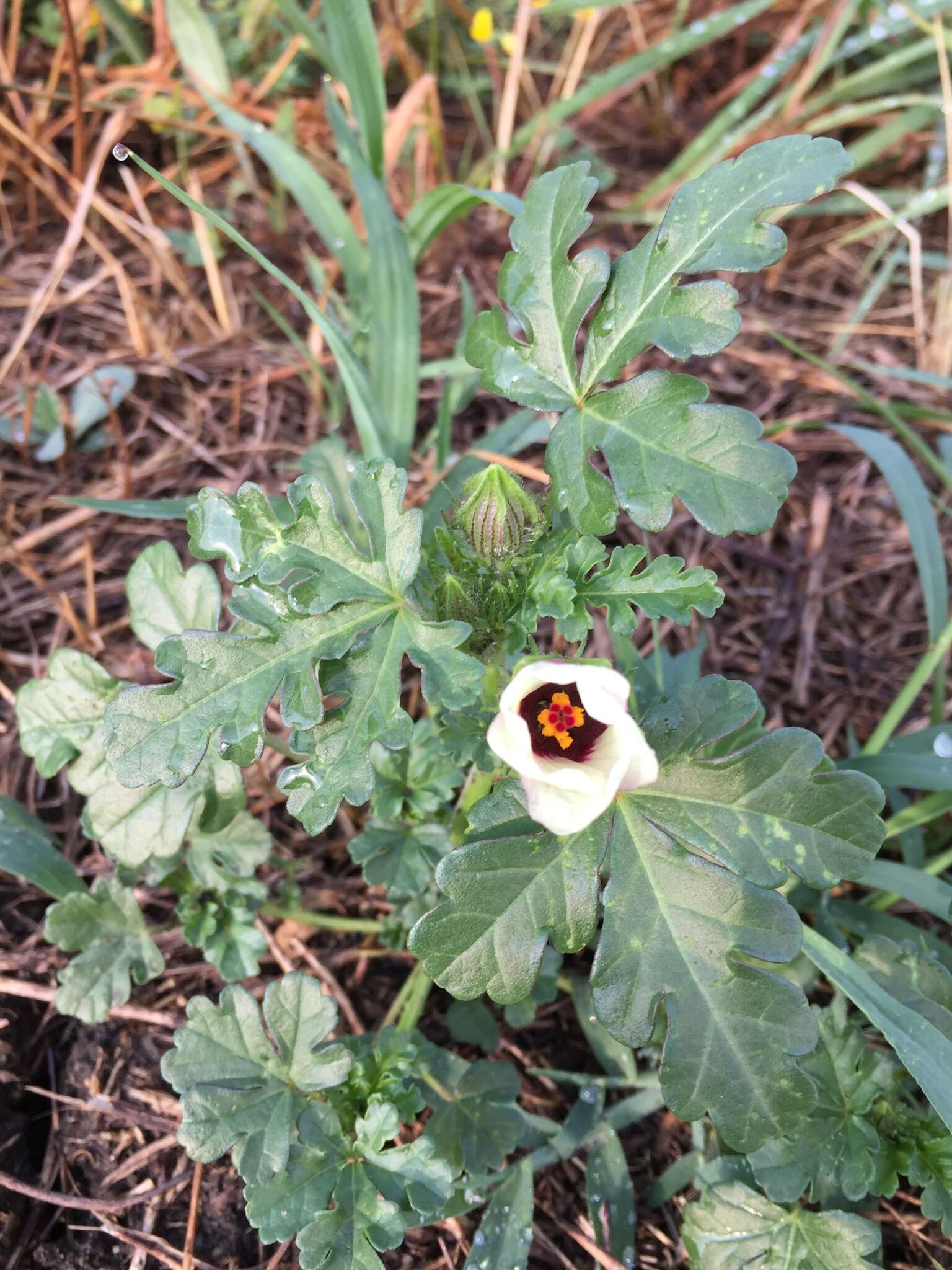 Image of Hibiscus trionum L.