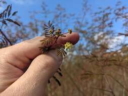 Слика од Desmanthus bicornutus S. Watson