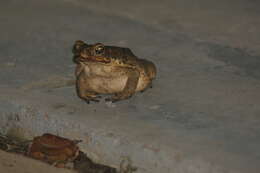 Image of Cane Toad