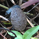 Image of Giant Snake-necked Turtle