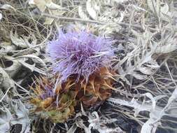 Cynara tournefortii Boiss. & Reut.的圖片