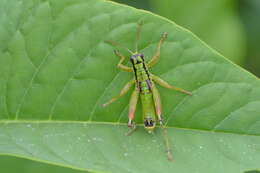 Pseudopodisma fieberi (Scudder & S. H. 1897) resmi