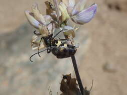 Image of Judolia instabilis (Haldeman 1847)