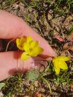 Image of Geissorhiza ornithogaloides Klatt