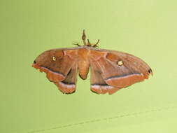 Image of Antheraea subgen. Telea Hübner (1819)