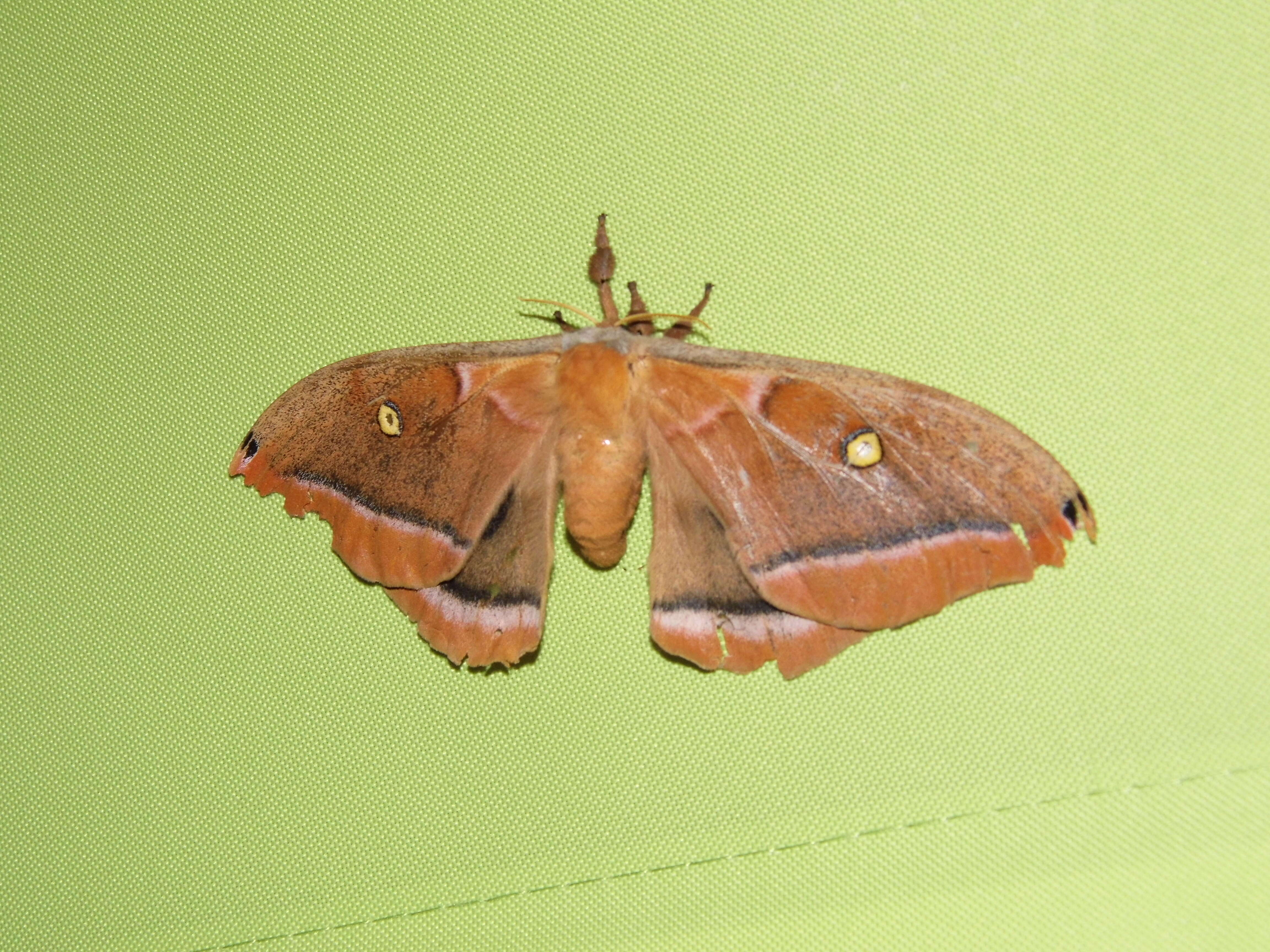 Image of Antheraea subgen. Telea Hübner (1819)