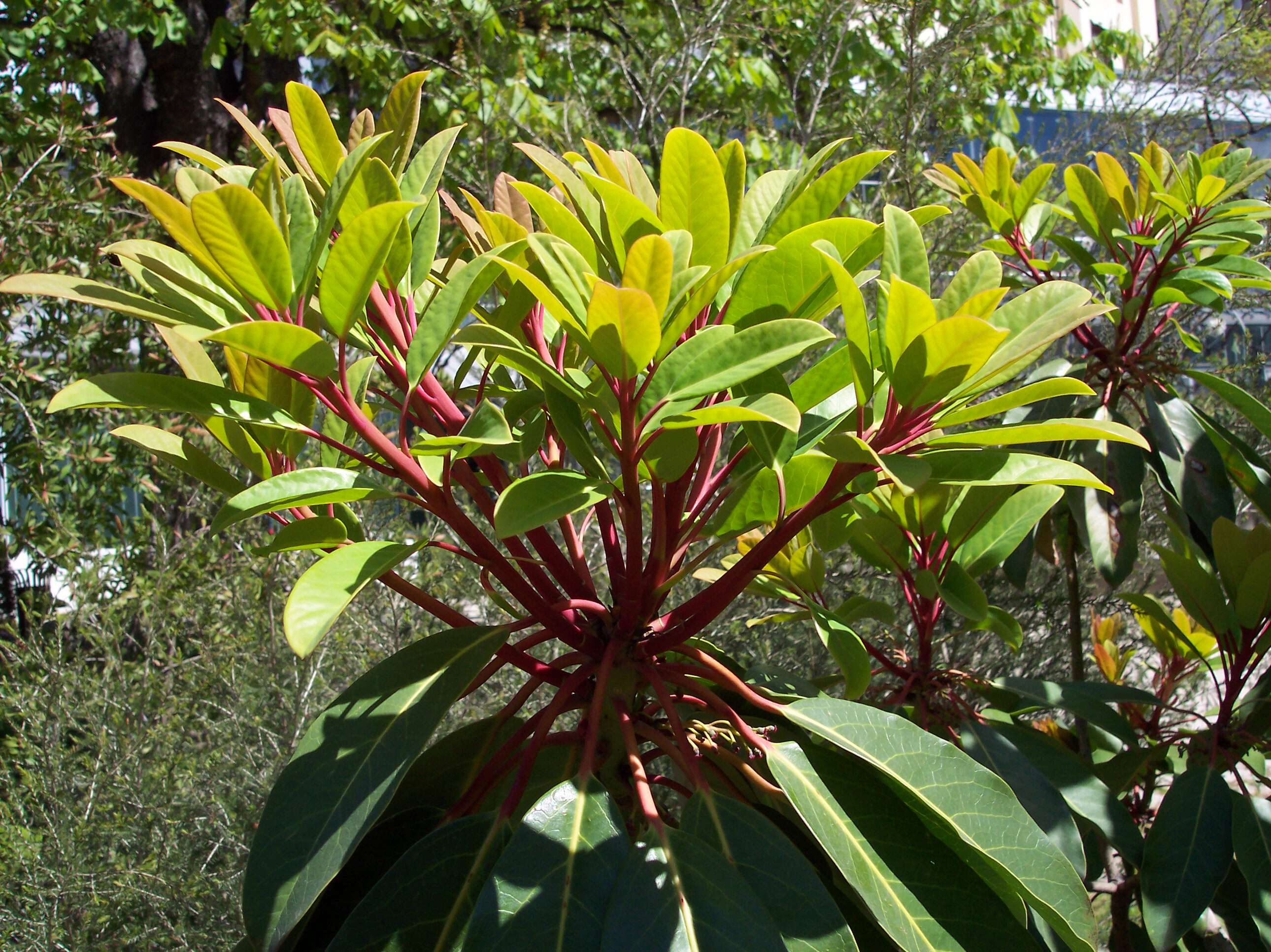 Image of Daphniphyllum macropodum Miq.