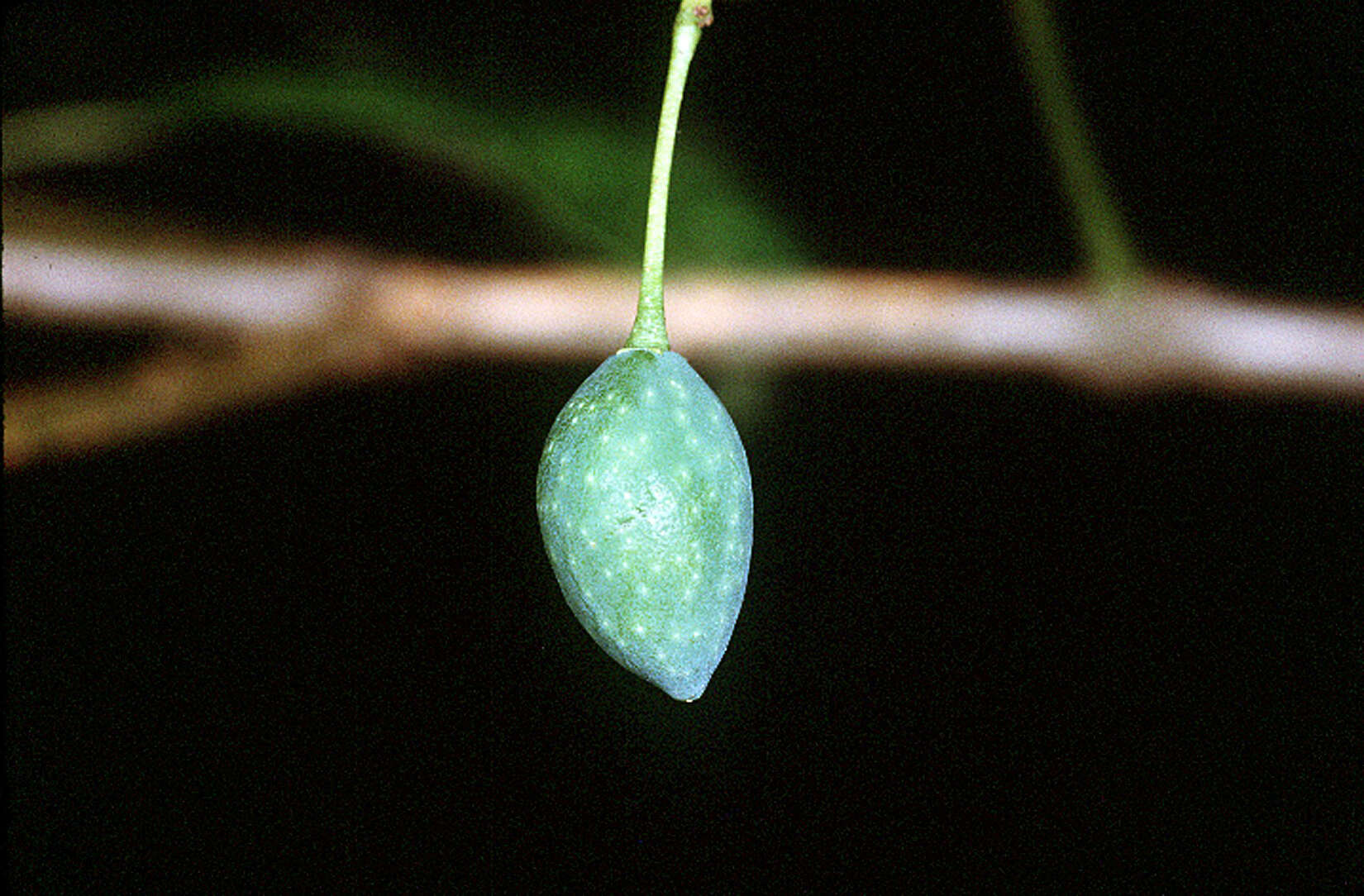 Sivun Symplocos tinctoria (L.) L'Her. kuva