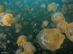 Image of jellyfish