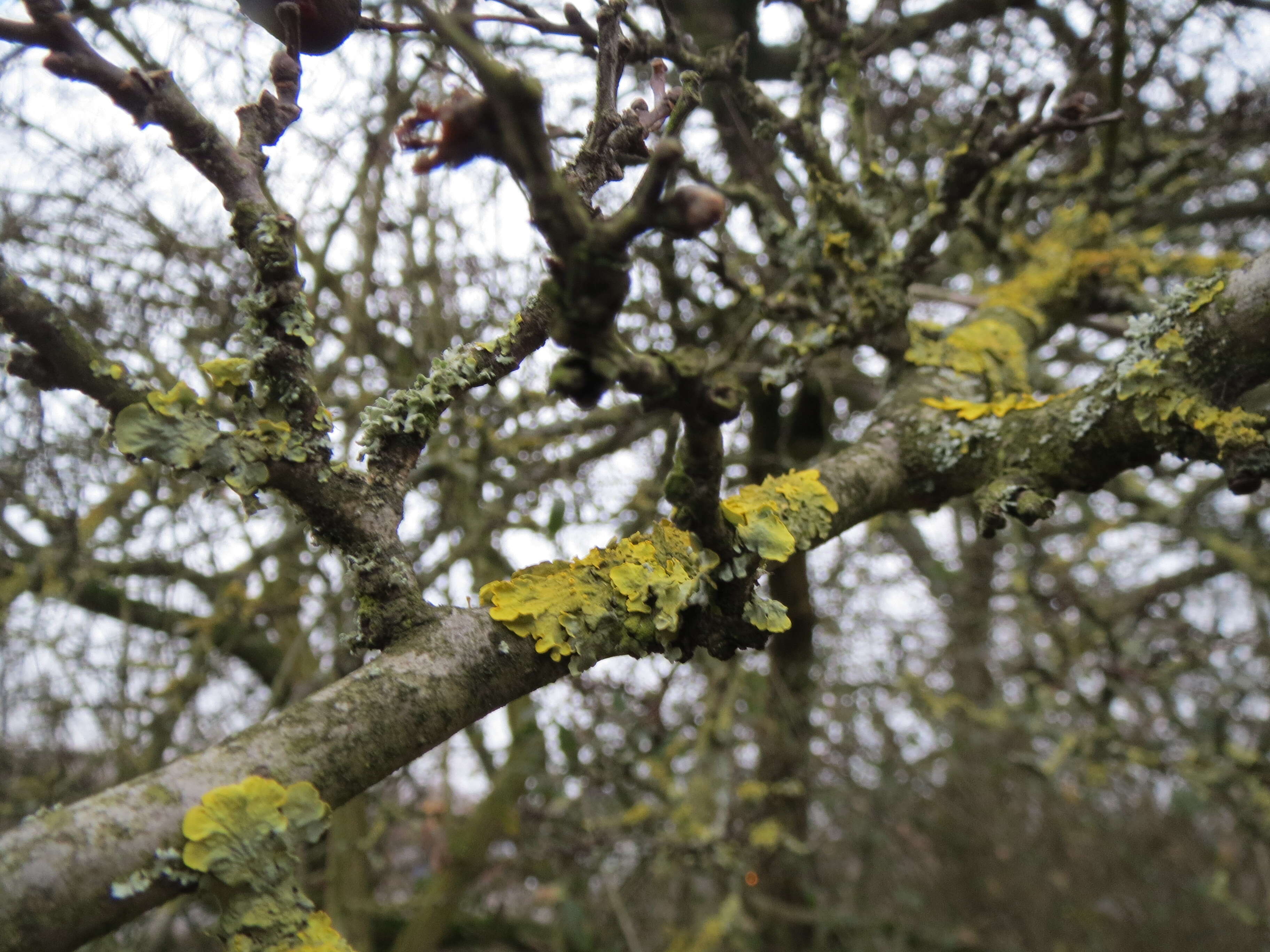 Image of Common Hawthorn