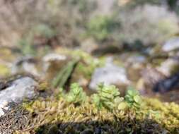 Image of Sedum rhodocarpum Rose