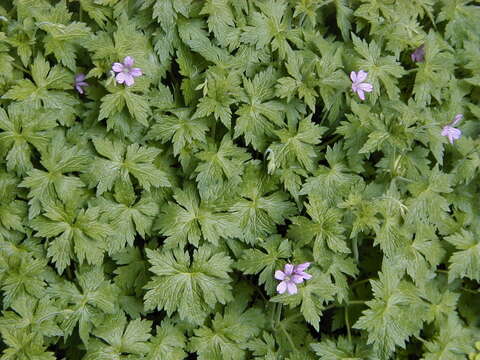 Imagem de Geranium endressii J. Gay