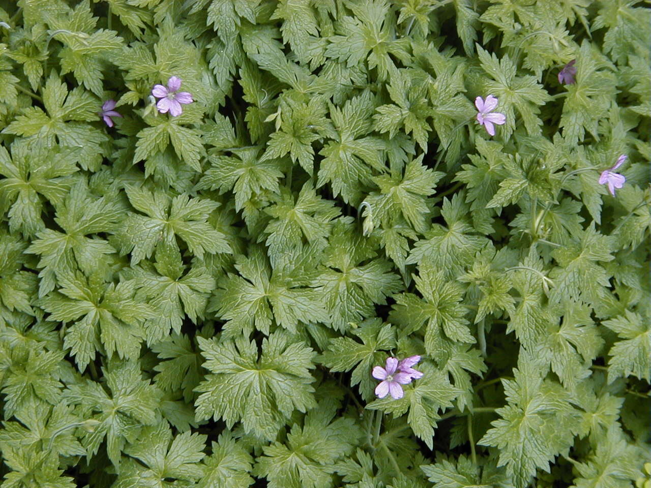 Image of Endres's cranesbill