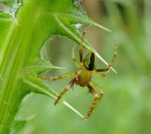 Image of Colaranea melanoviridis Court & Forster 1988