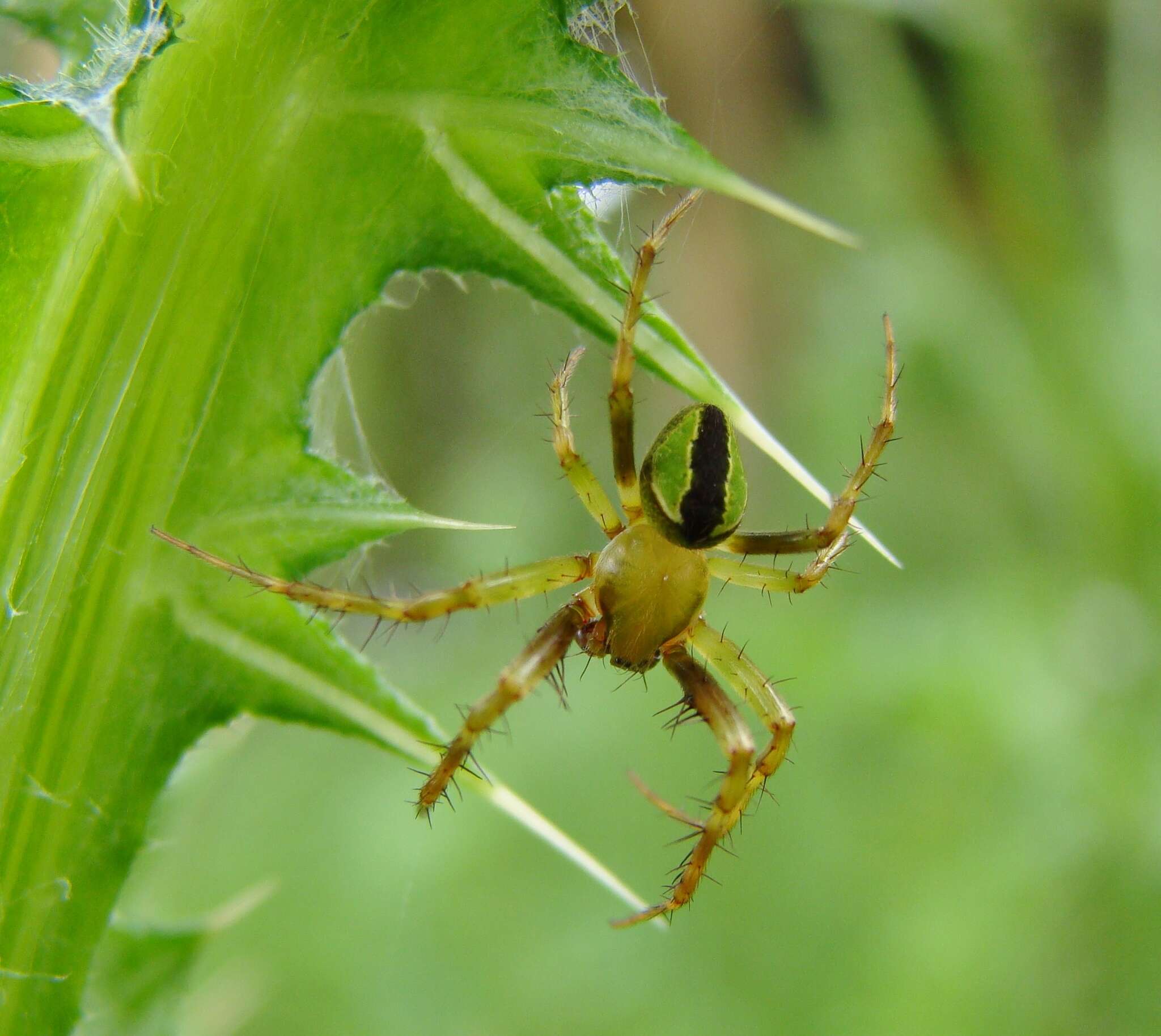 Image of Colaranea melanoviridis Court & Forster 1988