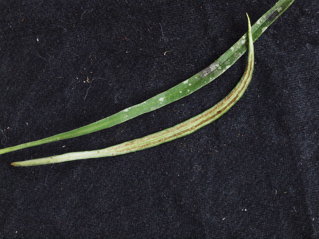 Image of narrow lineleaf fern