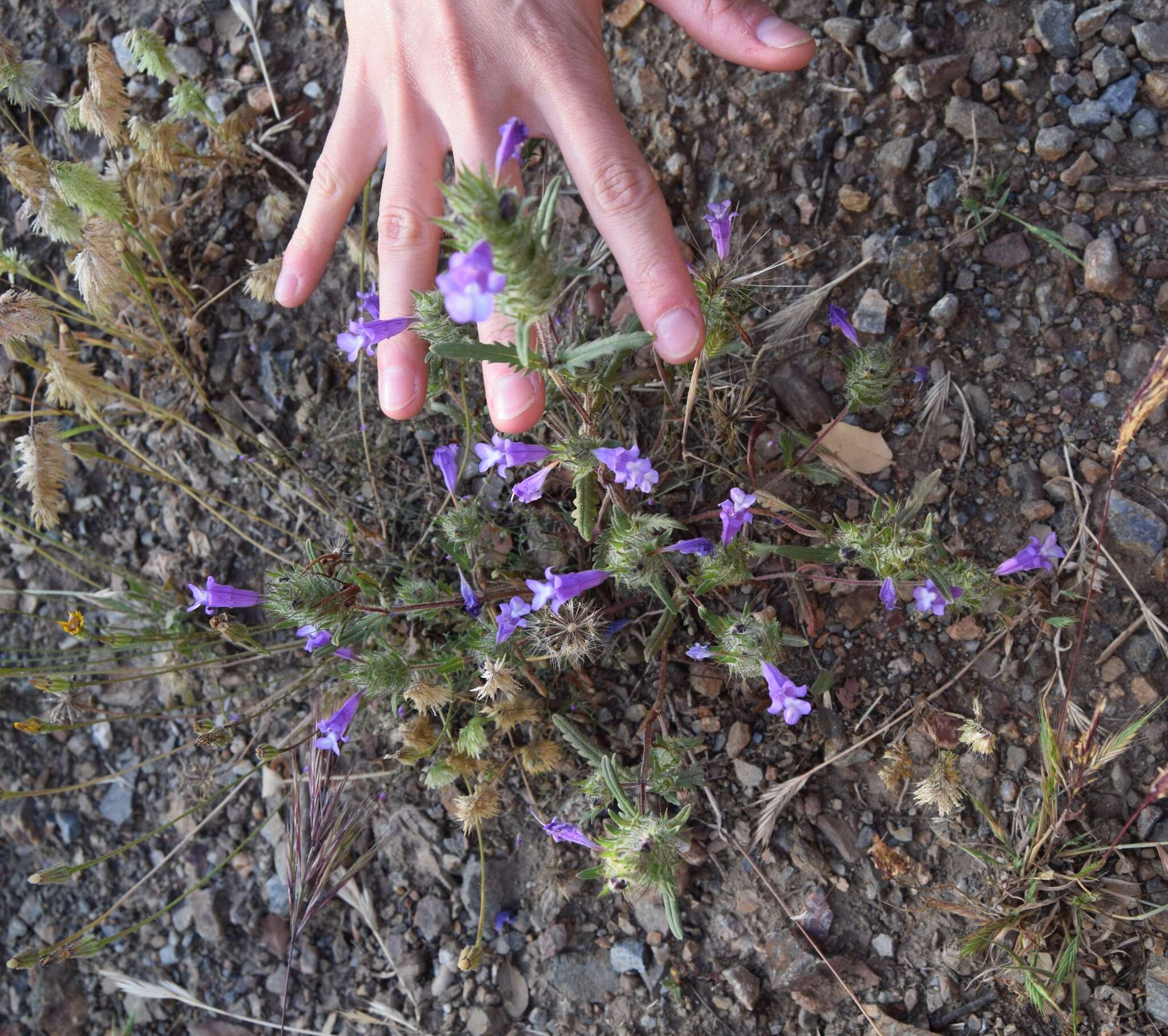 Plancia ëd Cleonia lusitanica (L.) L.