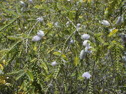 Image of Melaleuca decussata R. Br.