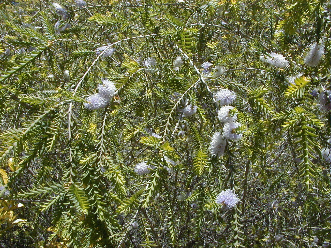 صورة Melaleuca decussata R. Br.