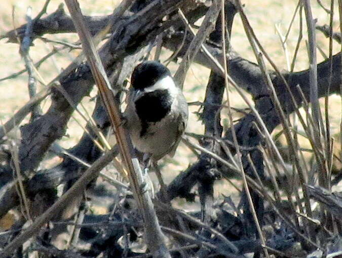 Plancia ëd Melaniparus cinerascens cinerascens (Vieillot 1818)