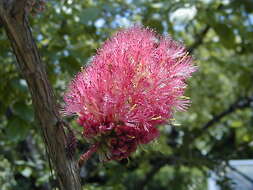 Image of Melaleuca elliptica Labill.