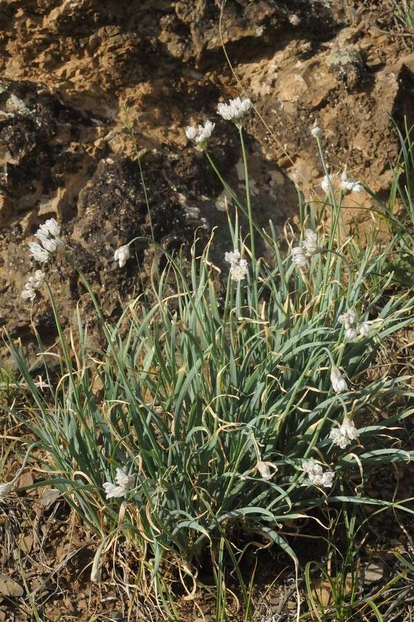 Image of Allium oreoprasum Schrenk