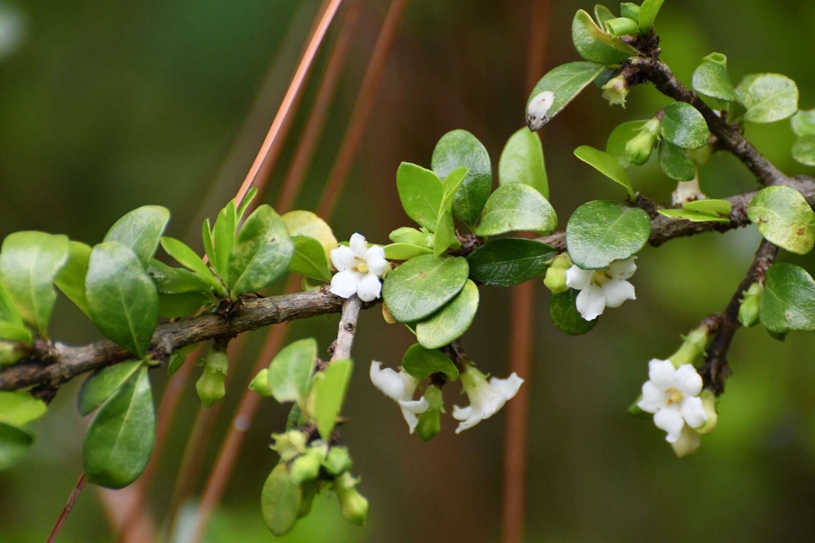 Image of Randia chiapensis Standl.