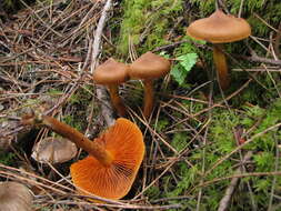 Image of Cortinarius cinnamomeus (L.) Gray 1821