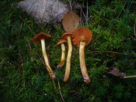 Image of Cortinarius cinnamomeus (L.) Gray 1821