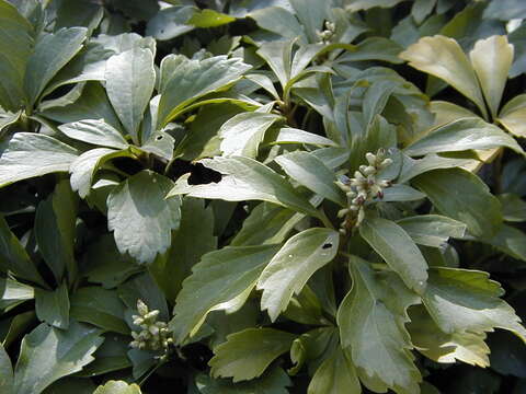 Image of Japanese pachysandra