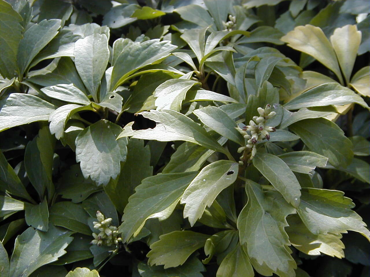 Image of Japanese pachysandra