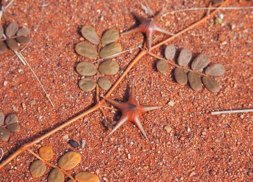 Image de Tribulus