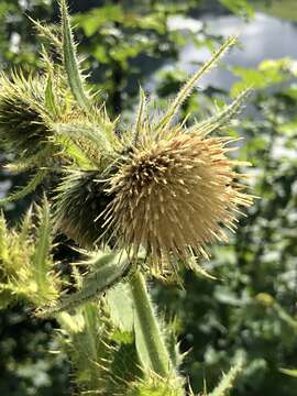 Image of Cirsium carniolicum Scop.