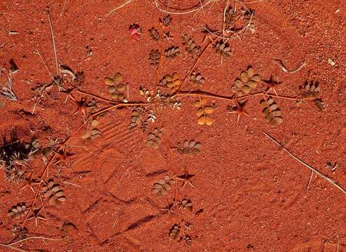 Image of puncture vine