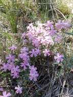 Imagem de Phlox amabilis Brand