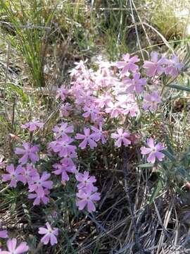 Image of Arizona phlox