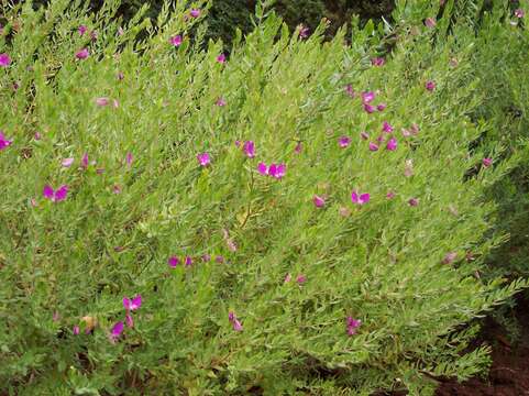 Image of myrtle-leaf milkwort