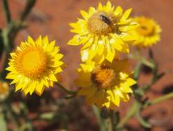 Image of bracted strawflower